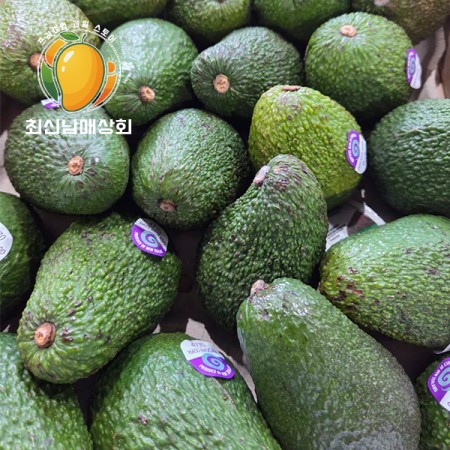 아보카도 중과 5.5kg